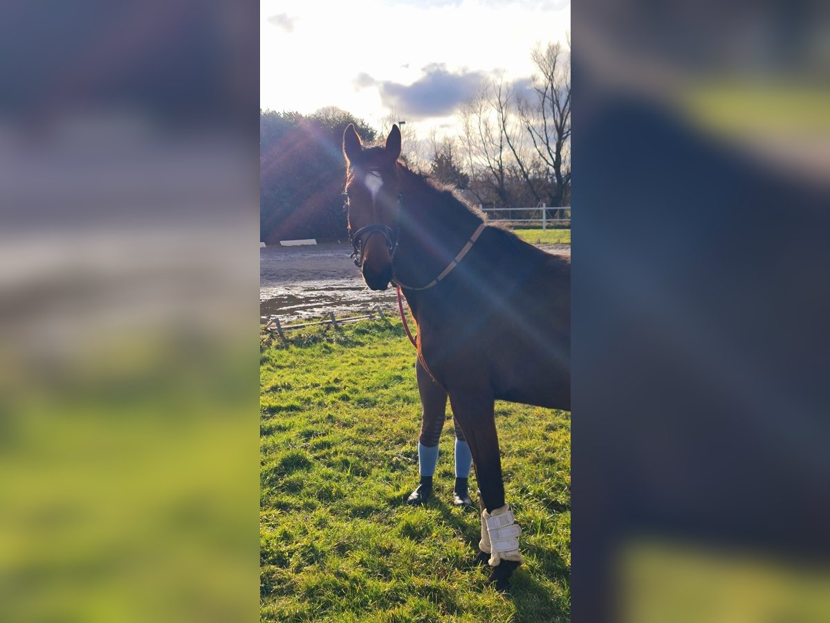 Caballo de deporte alemán Yegua 3 años Castaño in Worms