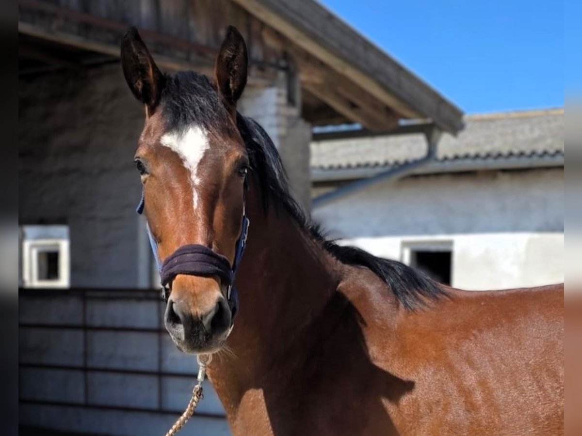 Caballo de deporte alemán Yegua 3 años Castaño in Vierlinden Friedersdorf