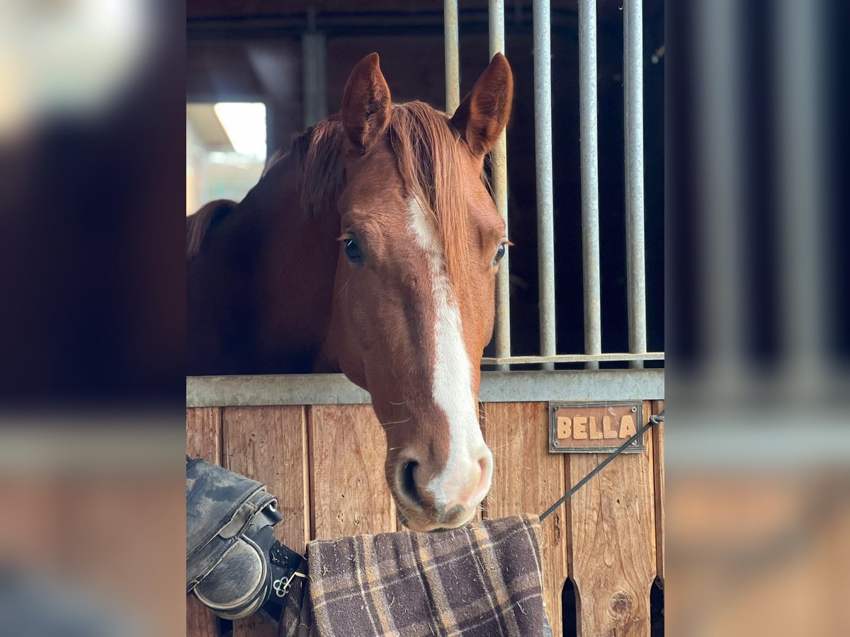 Caballo de deporte alemán Yegua 4 años 155 cm Alazán in Wehr