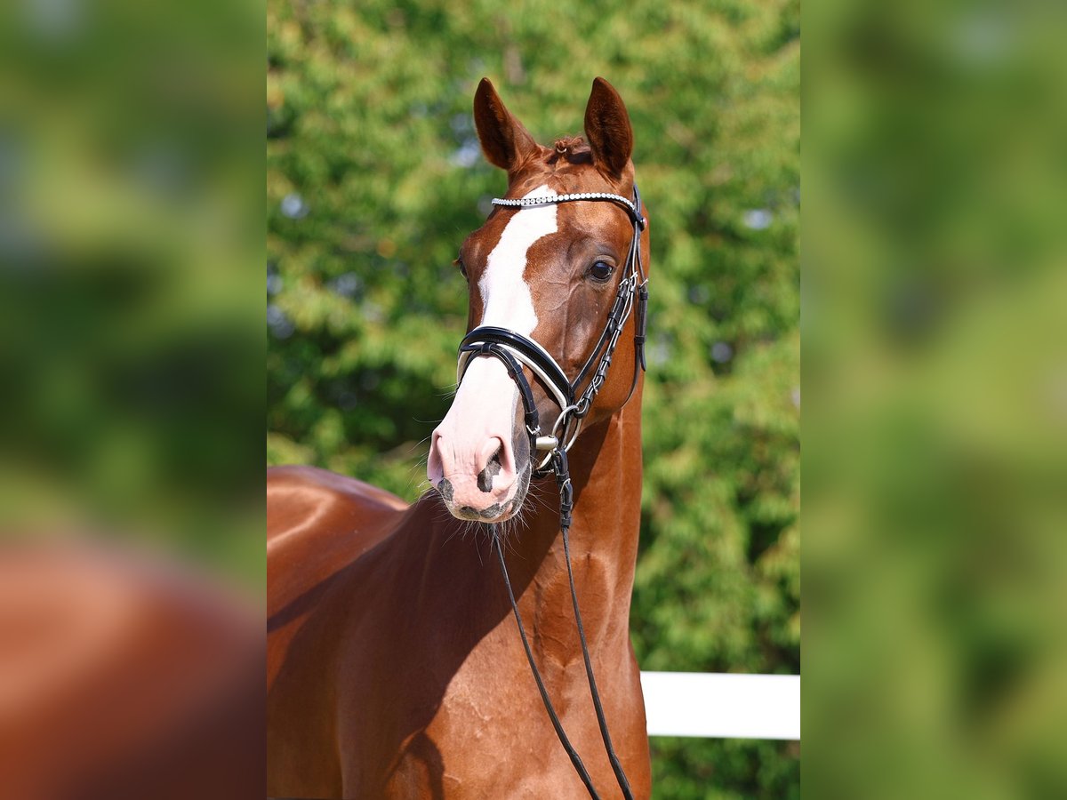 Caballo de deporte alemán Yegua 4 años 163 cm Alazán in Gomadingen