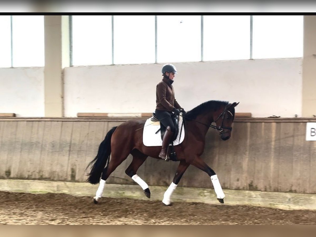 Caballo de deporte alemán Yegua 4 años 163 cm in Taufkirchen