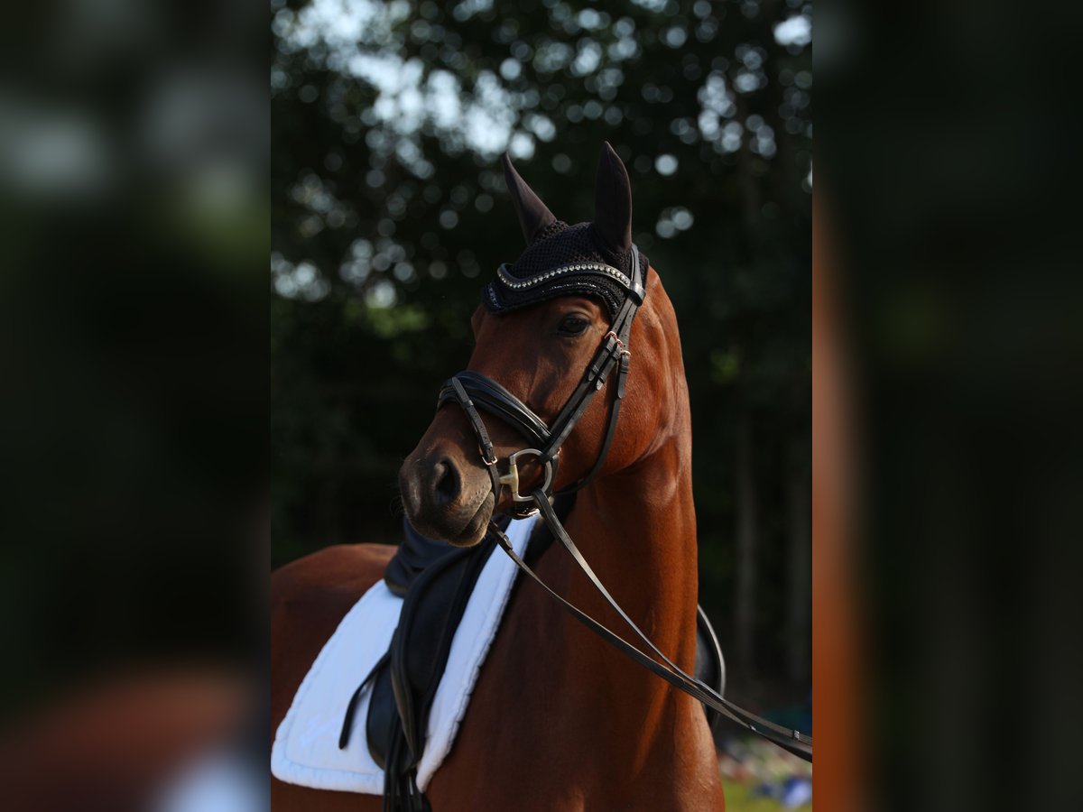 Caballo de deporte alemán Yegua 4 años 163 cm Castaño in Arnsdorf Caballo de deporte alemán Yegua 4 años 163 cm Castaño in Arnsdorf