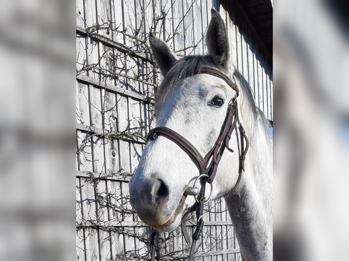 Caballo de deporte alemán Yegua 4 años 163 cm Musgo marrón in Tittmoning