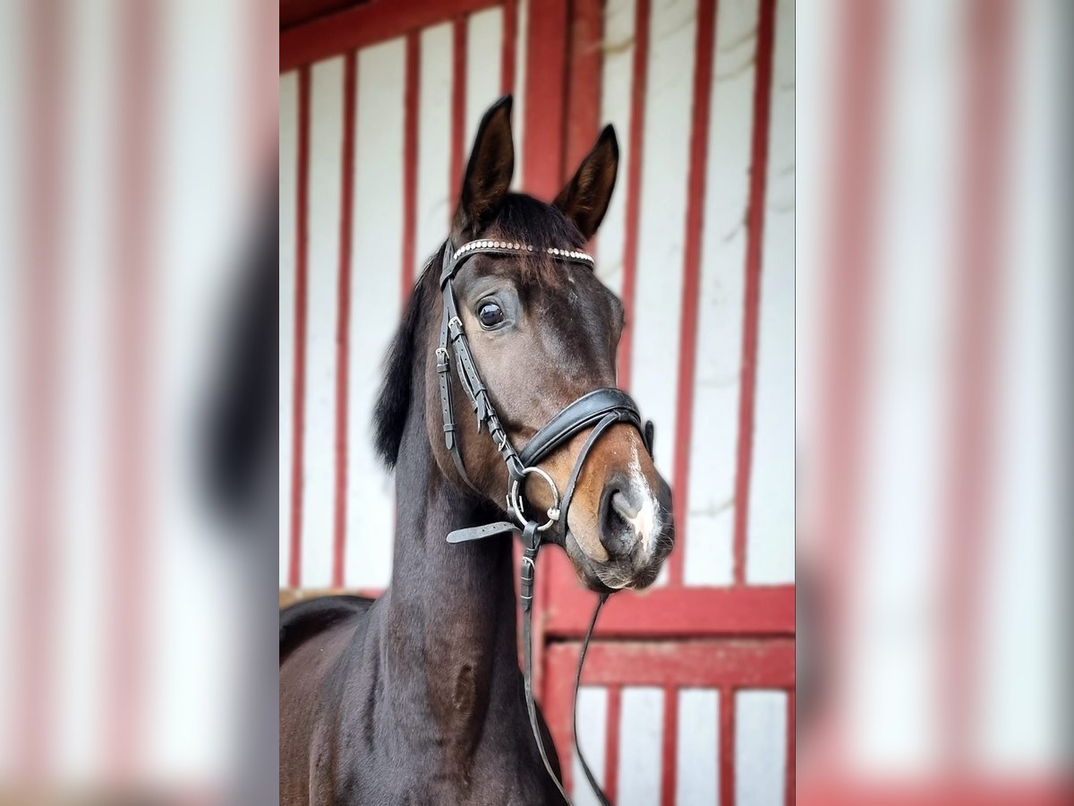 Caballo de deporte alemán Yegua 4 años 164 cm Castaño oscuro in Bad Schussenried