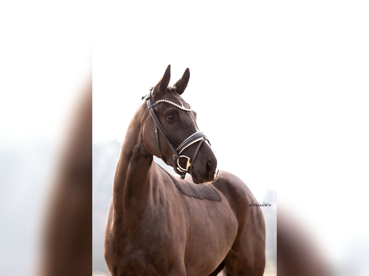 Caballo de deporte alemán Yegua 4 años 164 cm Negro in Lehrberg