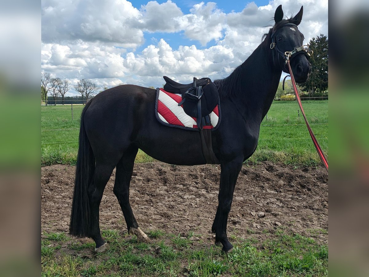 Caballo de deporte alemán Yegua 4 años 164 cm Negro in Groß Kreutz