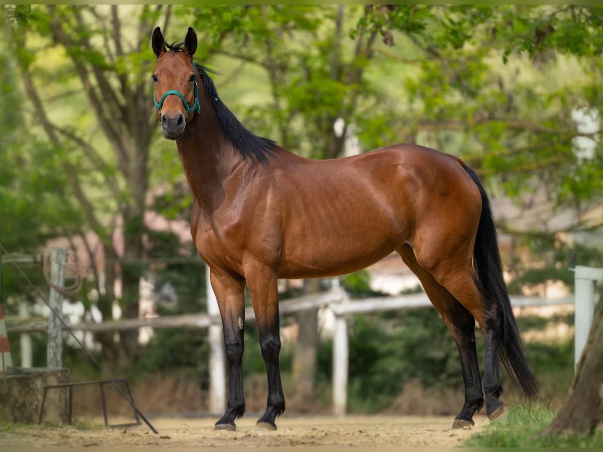 Caballo de deporte alemán Yegua 4 años 165 cm Castaño in Gy&#x151;r