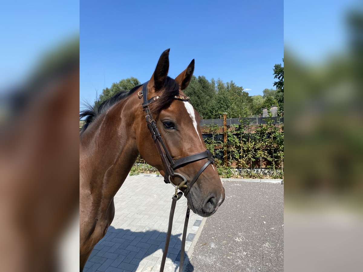 Caballo de deporte alemán Yegua 4 años 165 cm Castaño in Planebruch