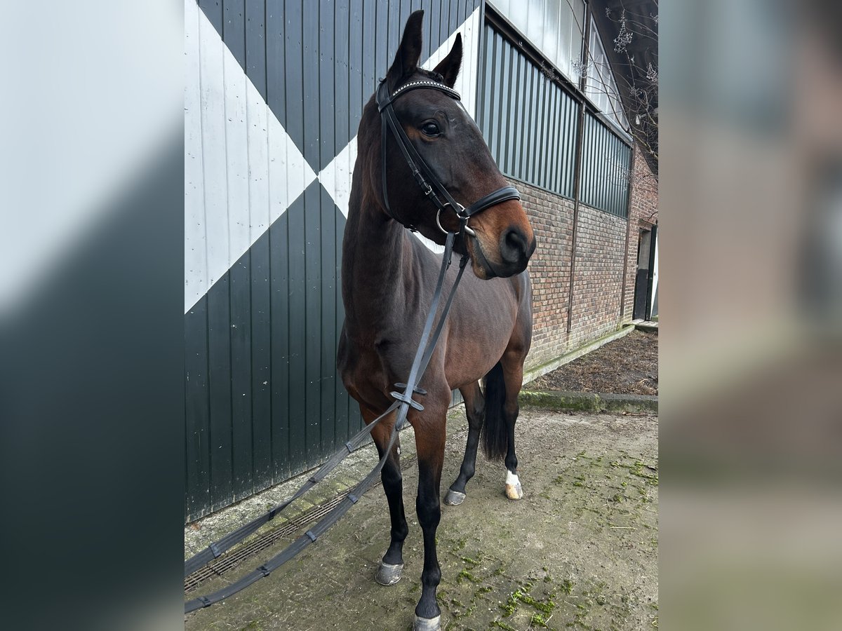 Caballo de deporte alemán Yegua 4 años 165 cm Castaño oscuro in Kempen