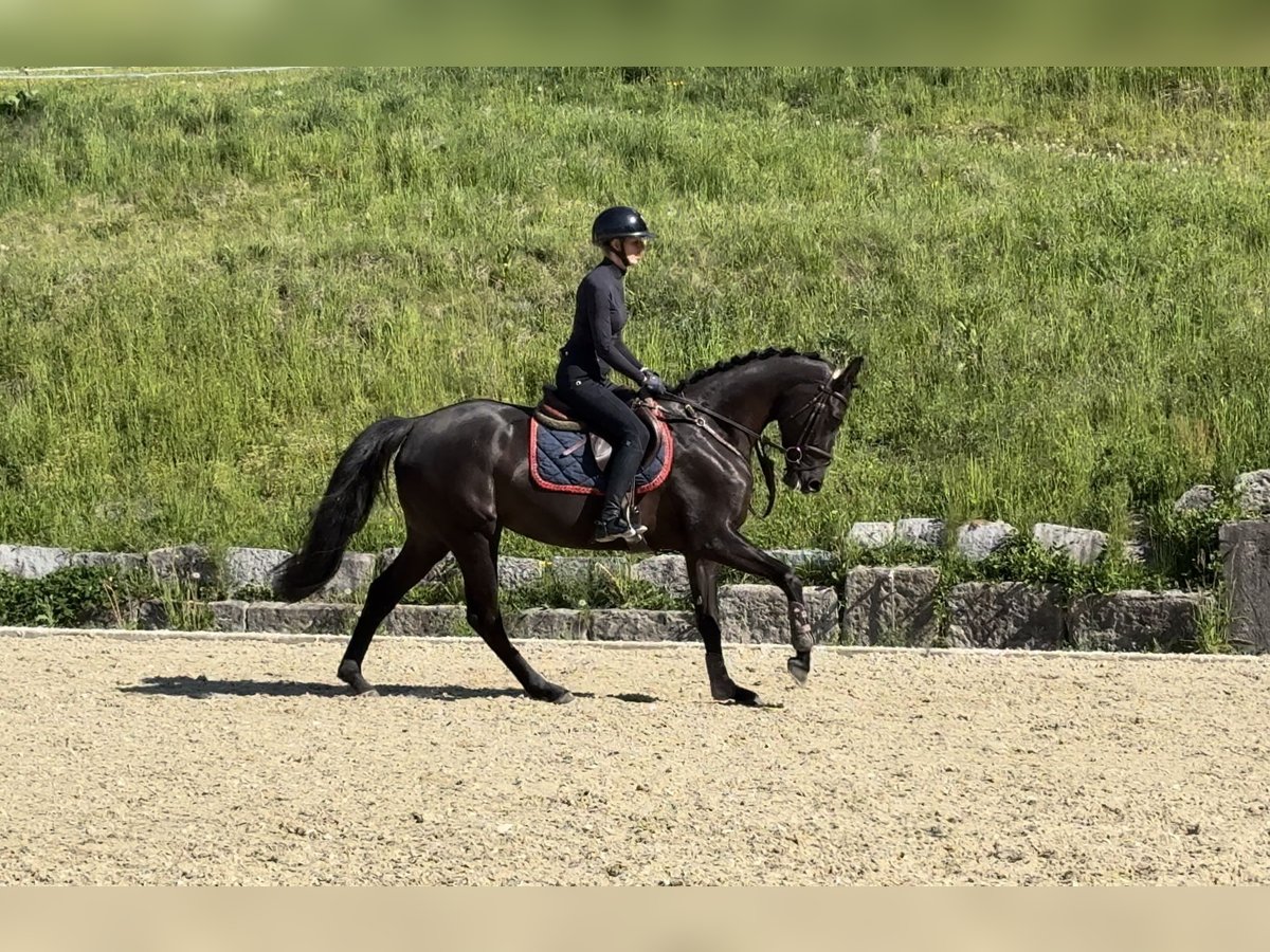 Caballo de deporte alemán Yegua 4 años 165 cm Morcillo in Erharting