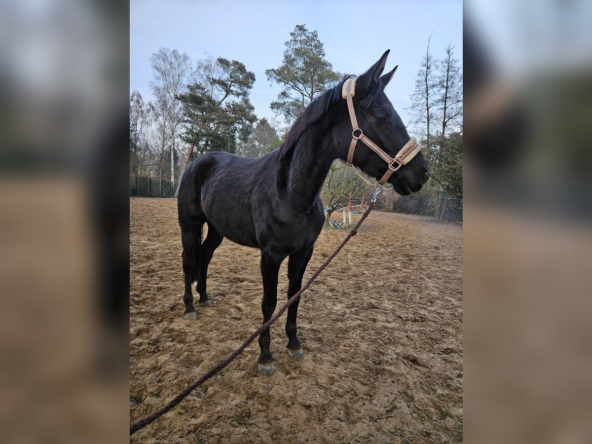 Caballo de deporte alemán Yegua 4 años 165 cm Negro in Löcknitz