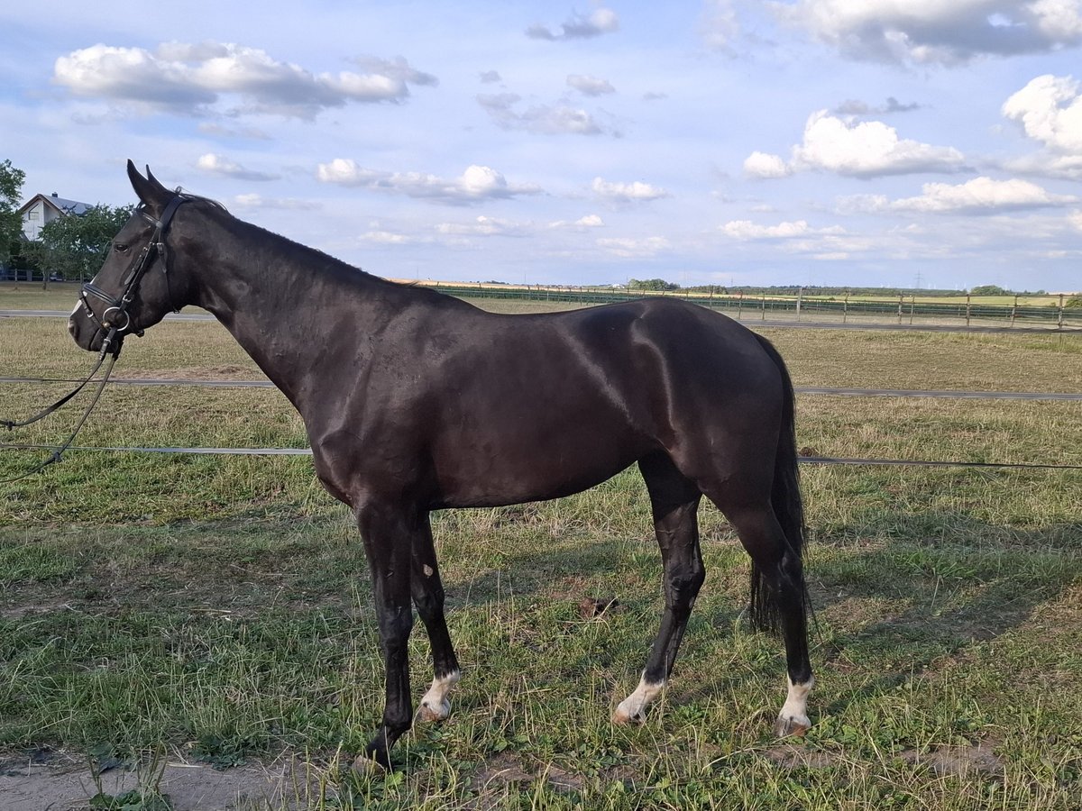 Caballo de deporte alemán Yegua 4 años 165 cm Negro in Neuler