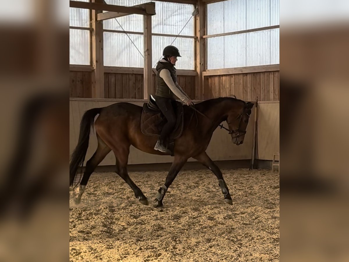 Caballo de deporte alemán Yegua 4 años 166 cm Castaño in Kraiburg am Inn