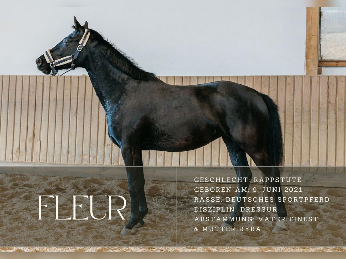 Caballo de deporte alemán Yegua 4 años 166 cm Negro in Steinenbronn