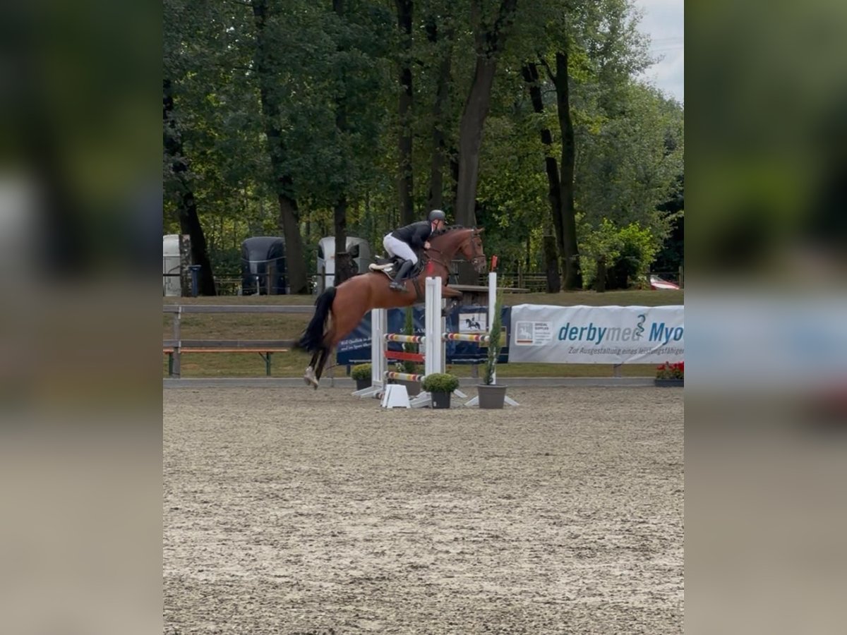 Caballo de deporte alemán Yegua 4 años 167 cm Castaño claro in Sch&#xF6;ppingen