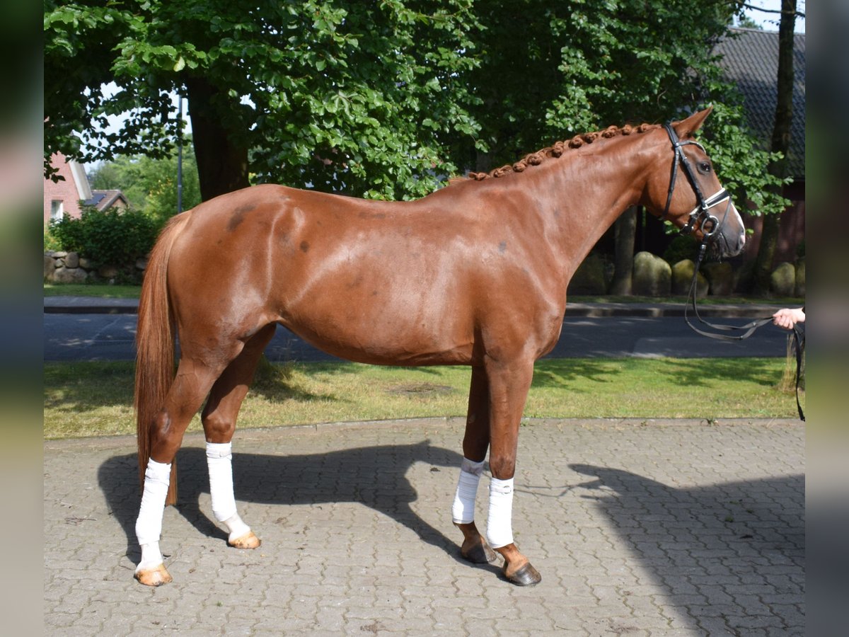 Caballo de deporte alemán Yegua 4 años 168 cm Alazán in Fredenbeck