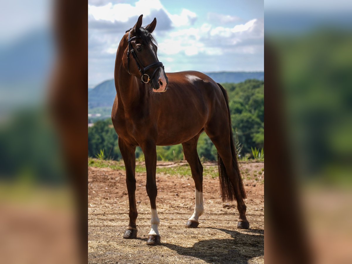 Caballo de deporte alemán Yegua 4 años 168 cm Alazán-tostado in Beckingen