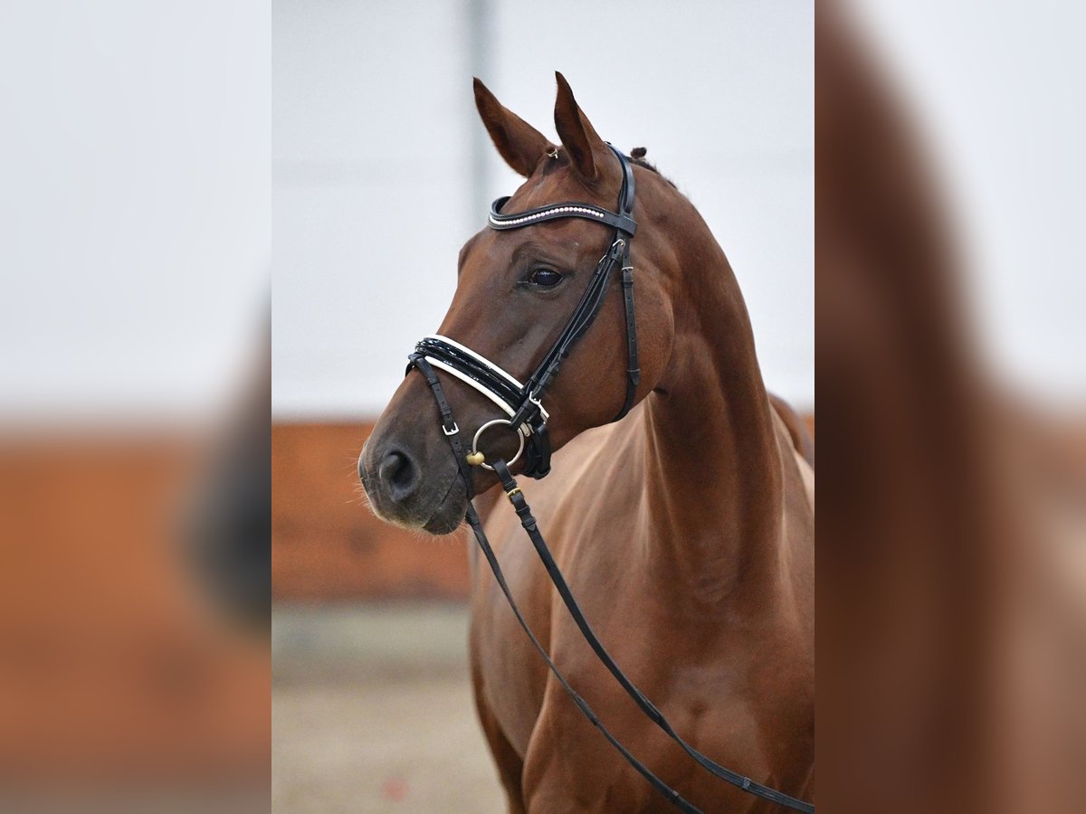 Caballo de deporte alemán Yegua 4 años 168 cm Alazán-tostado in Gomadingen