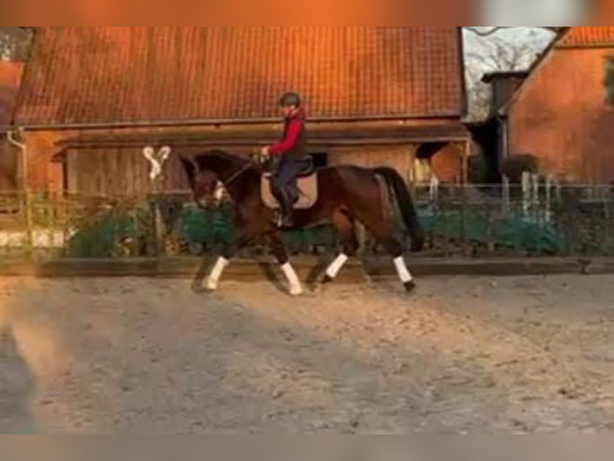 Caballo de deporte alemán Yegua 4 años 168 cm Castaño in Uelzen