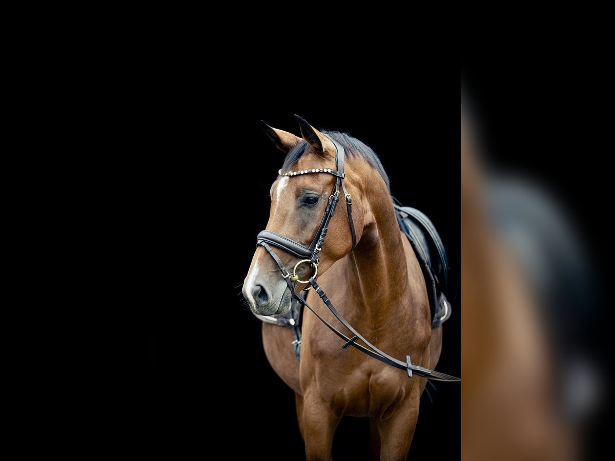 Caballo de deporte alemán Yegua 4 años 168 cm Castaño in Kraiburg am Inn