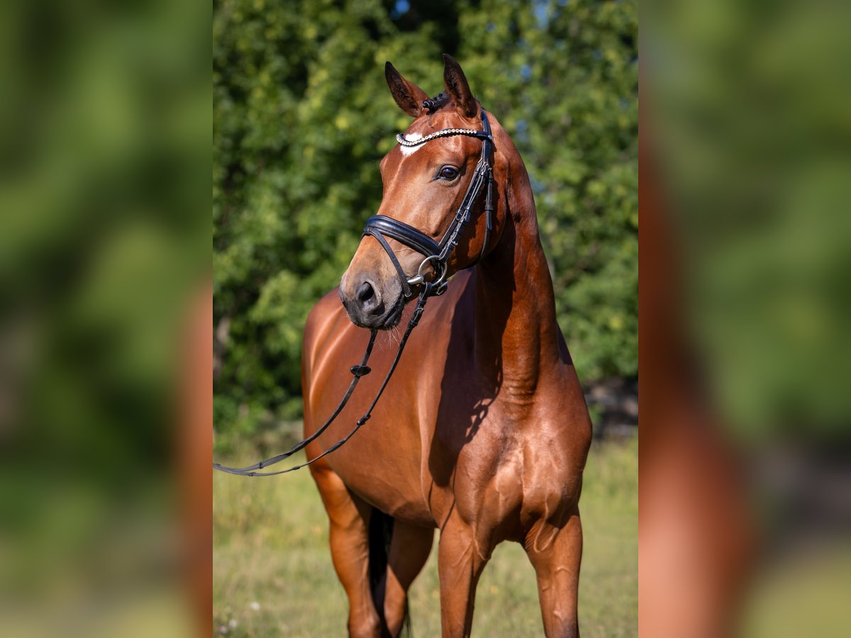 Caballo de deporte alemán Yegua 4 años 168 cm Castaño in Radeburg