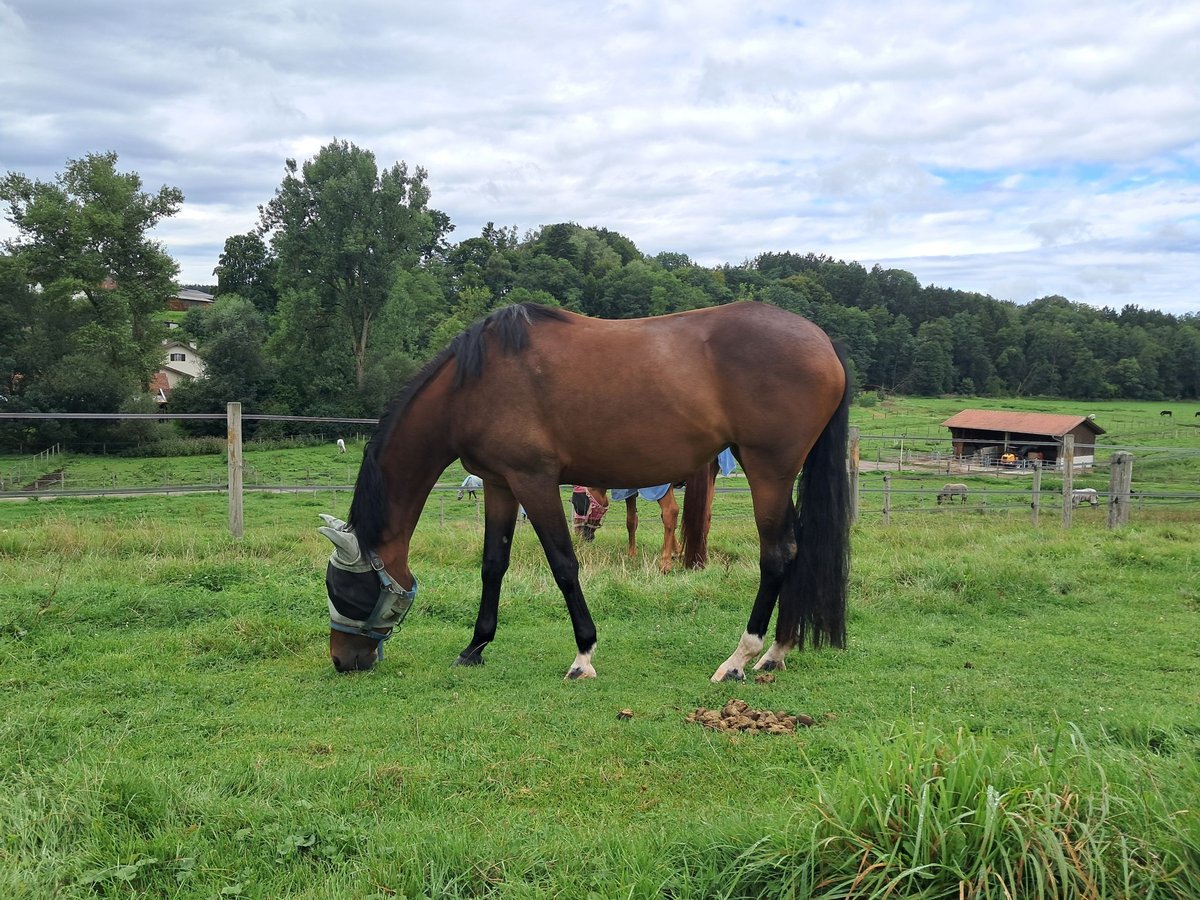 Caballo de deporte alemán Yegua 4 años 168 cm Castaño in Bad Aibling
