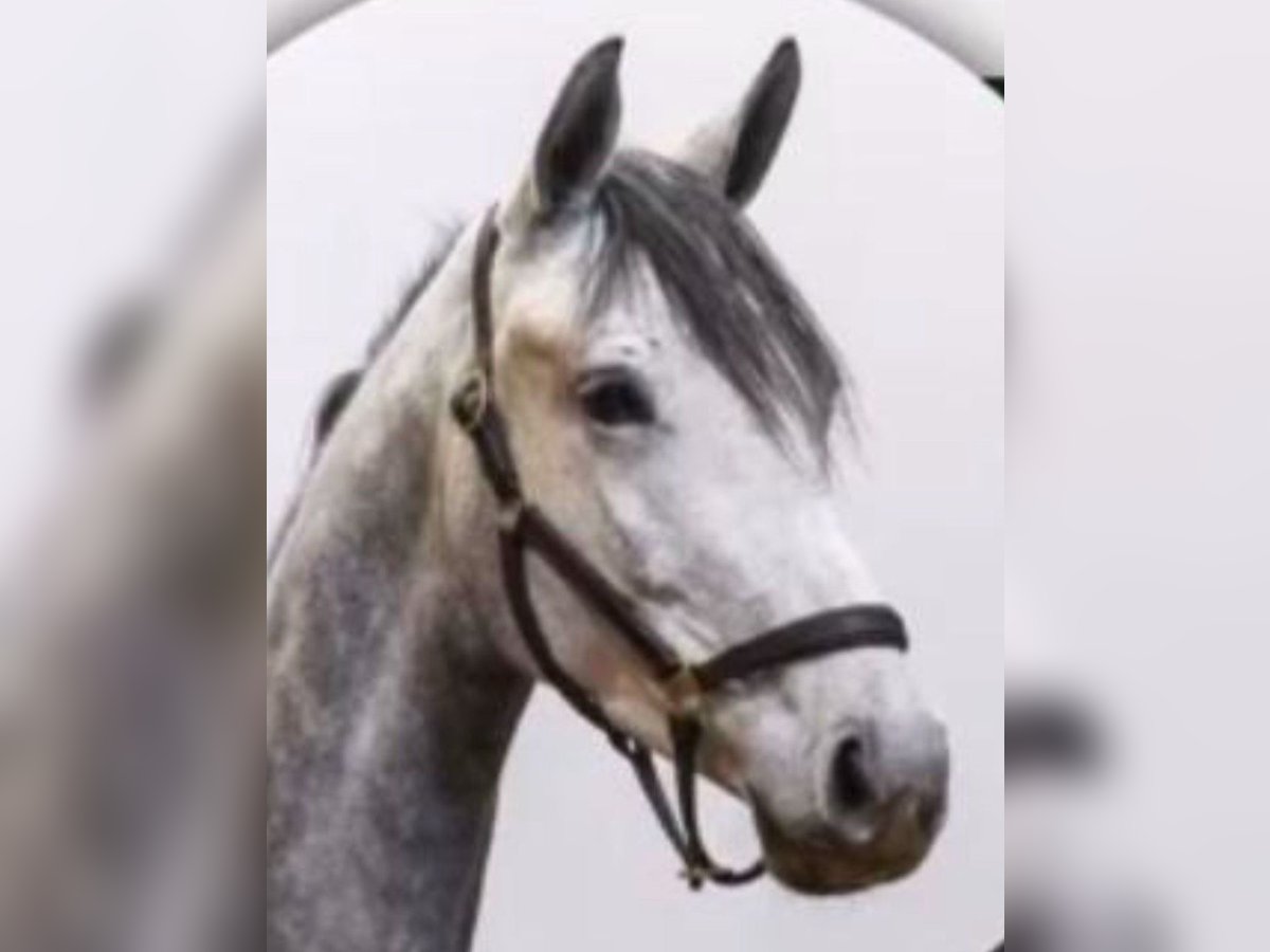 Caballo de deporte alemán Yegua 4 años 168 cm Tordo in Zeven