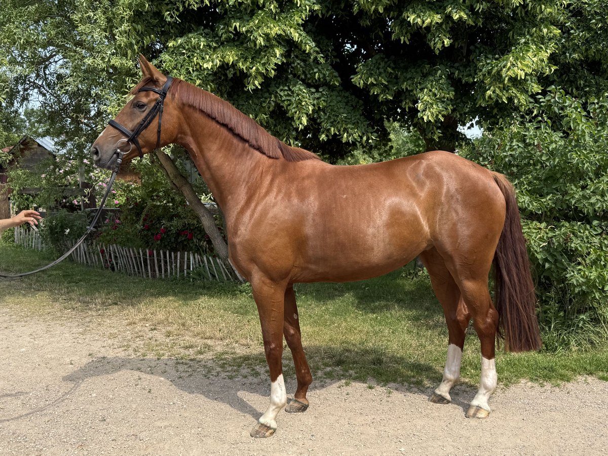 Caballo de deporte alemán Yegua 4 años 169 cm Alazán in M&#xF6;nchpfiffel-Nikolausrieth