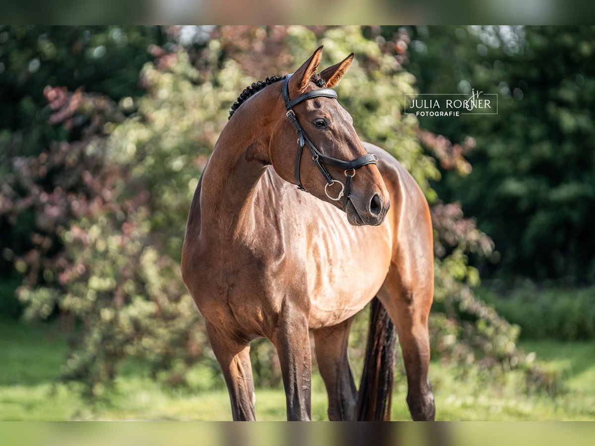 Caballo de deporte alemán Yegua 4 años 169 cm Castaño in Stadland