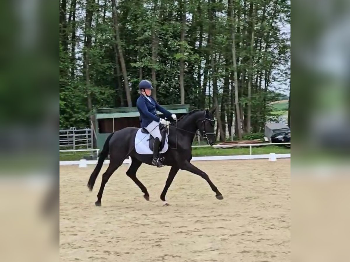 Caballo de deporte alemán Yegua 4 años 169 cm Negro in Bad Griesbach im Rottal