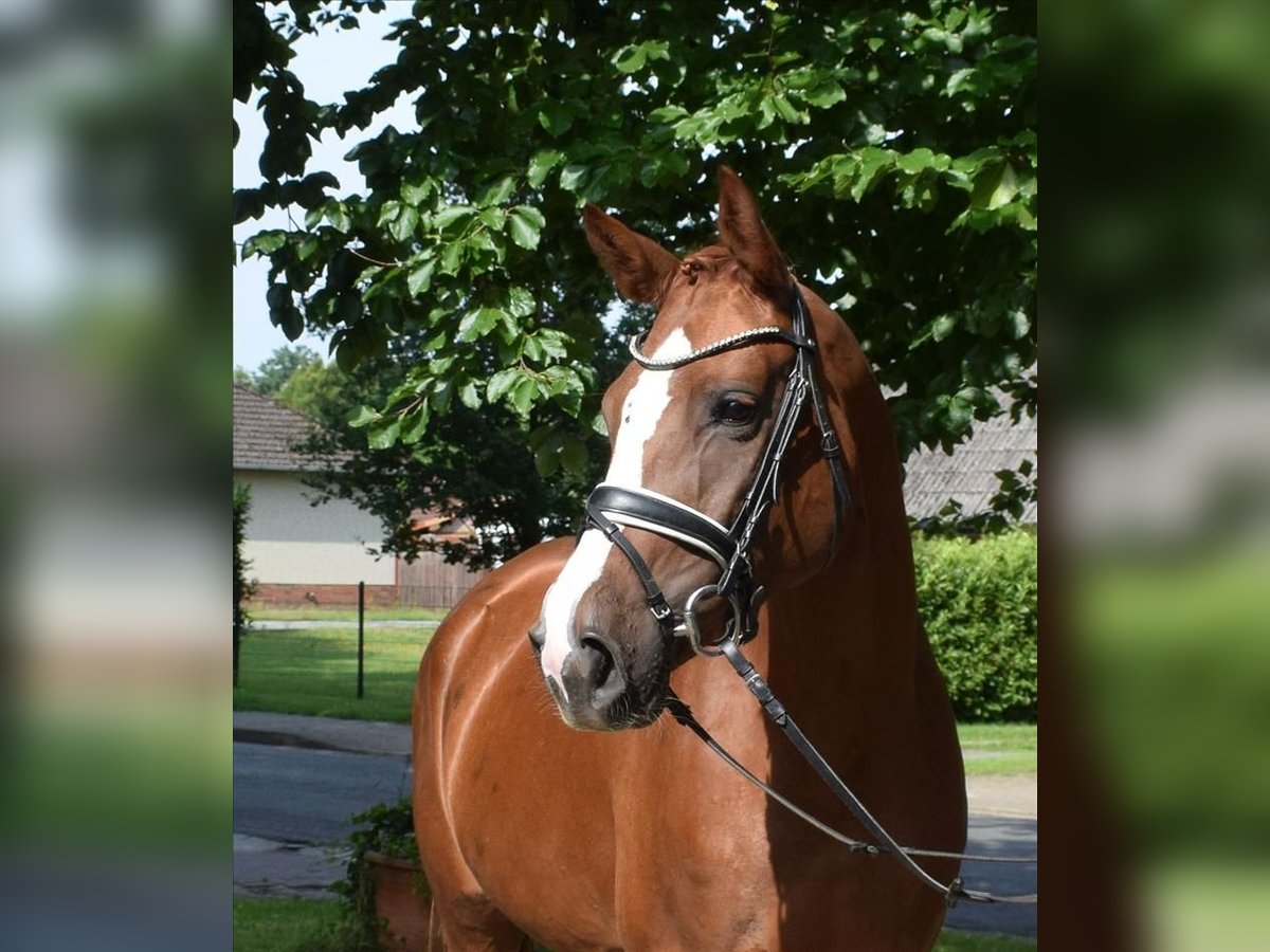 Caballo de deporte alemán Yegua 4 años 170 cm Alazán in Fredenbeck