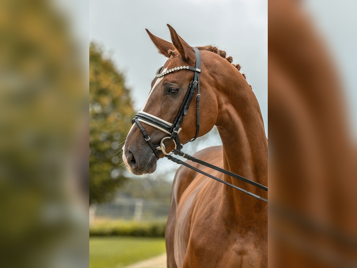 Caballo de deporte alemán Yegua 4 años 170 cm Alazán-tostado in Gomadingen