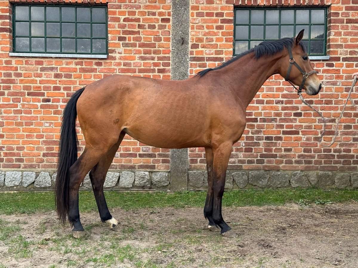 Caballo de deporte alemán Yegua 4 años 170 cm Castaño in Kyritz