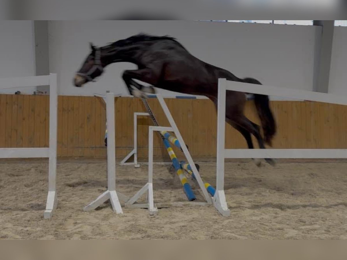 Caballo de deporte alemán Yegua 4 años 170 cm Castaño oscuro in KRAJENKA