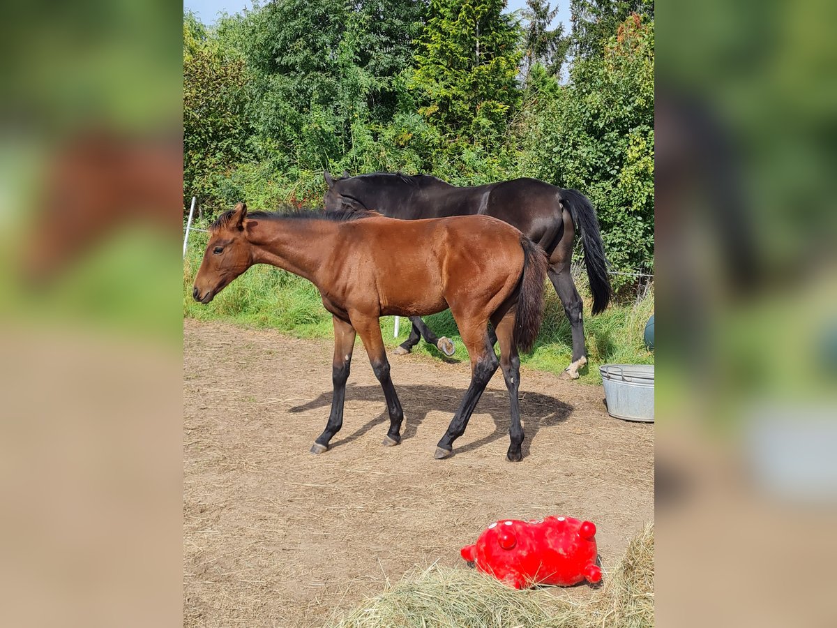 Caballo de deporte alemán Yegua 4 años 170 cm Castaño rojizo in Groß Rosenburg