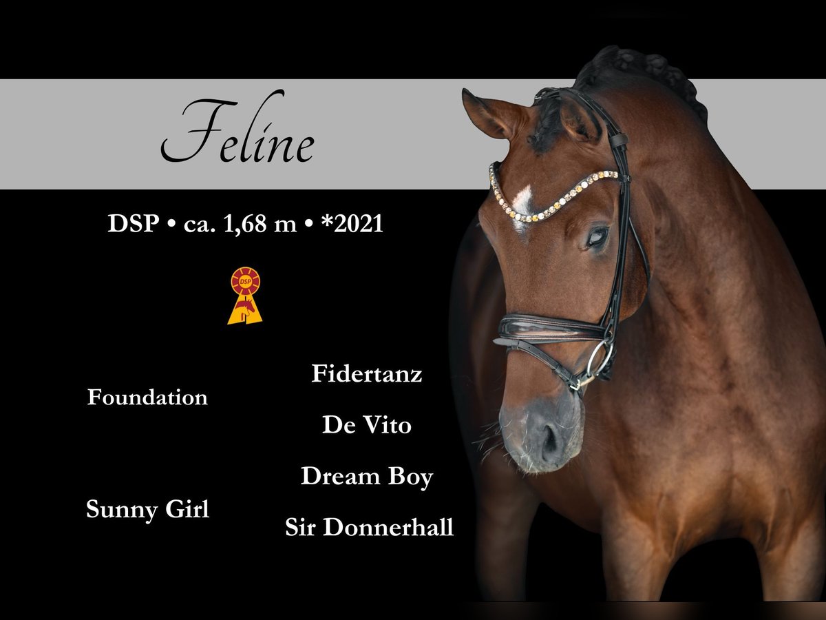 Caballo de deporte alemán Yegua 4 años 171 cm Castaño in Wehringen