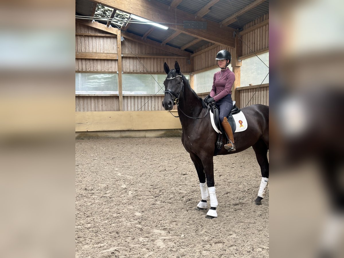 Caballo de deporte alemán Yegua 4 años 171 cm Negro in Ostrach