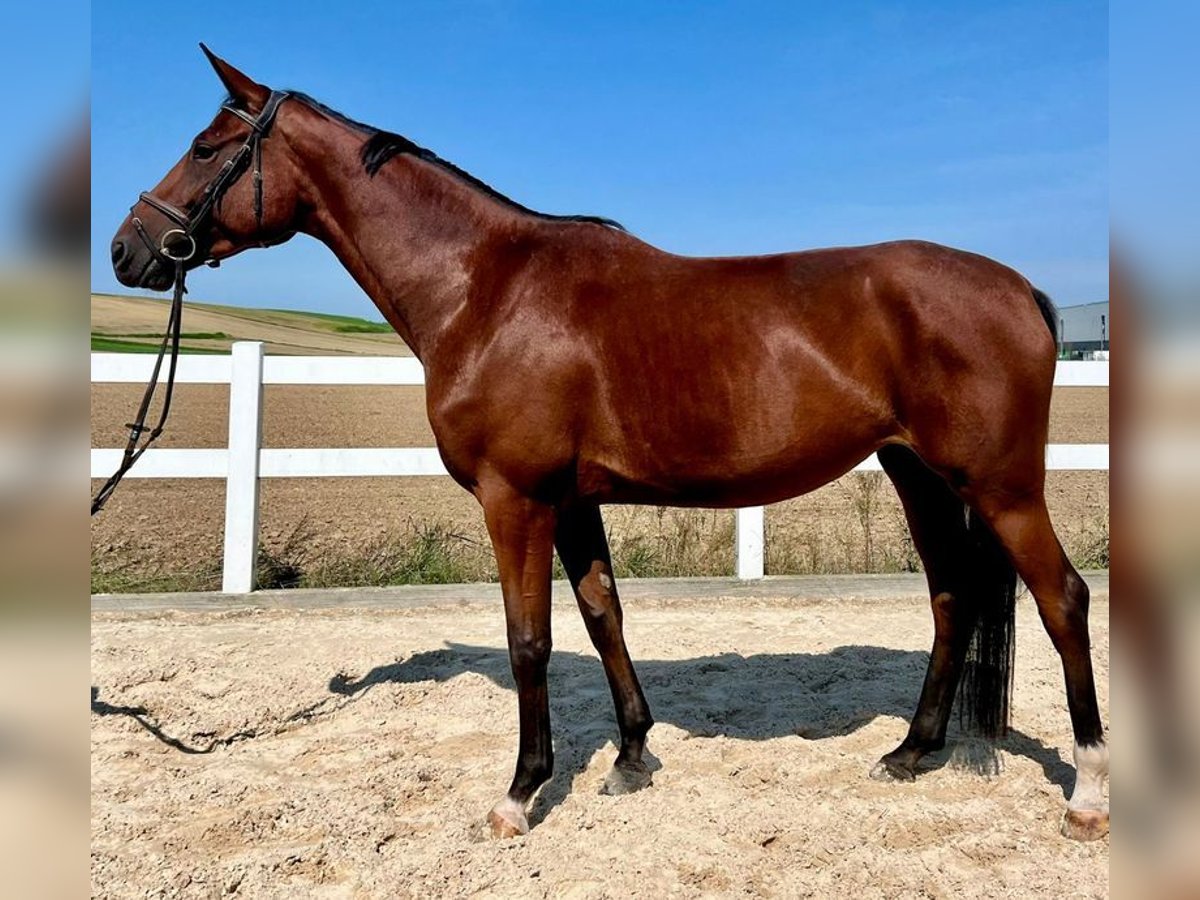 Caballo de deporte alemán Yegua 4 años 173 cm Castaño in Allershausen