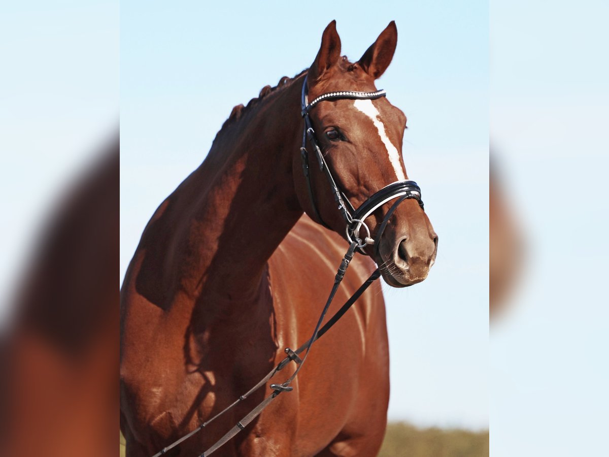 Caballo de deporte alemán Yegua 4 años 174 cm Alazán-tostado in Loewenberger Land, 30 min von Berlin