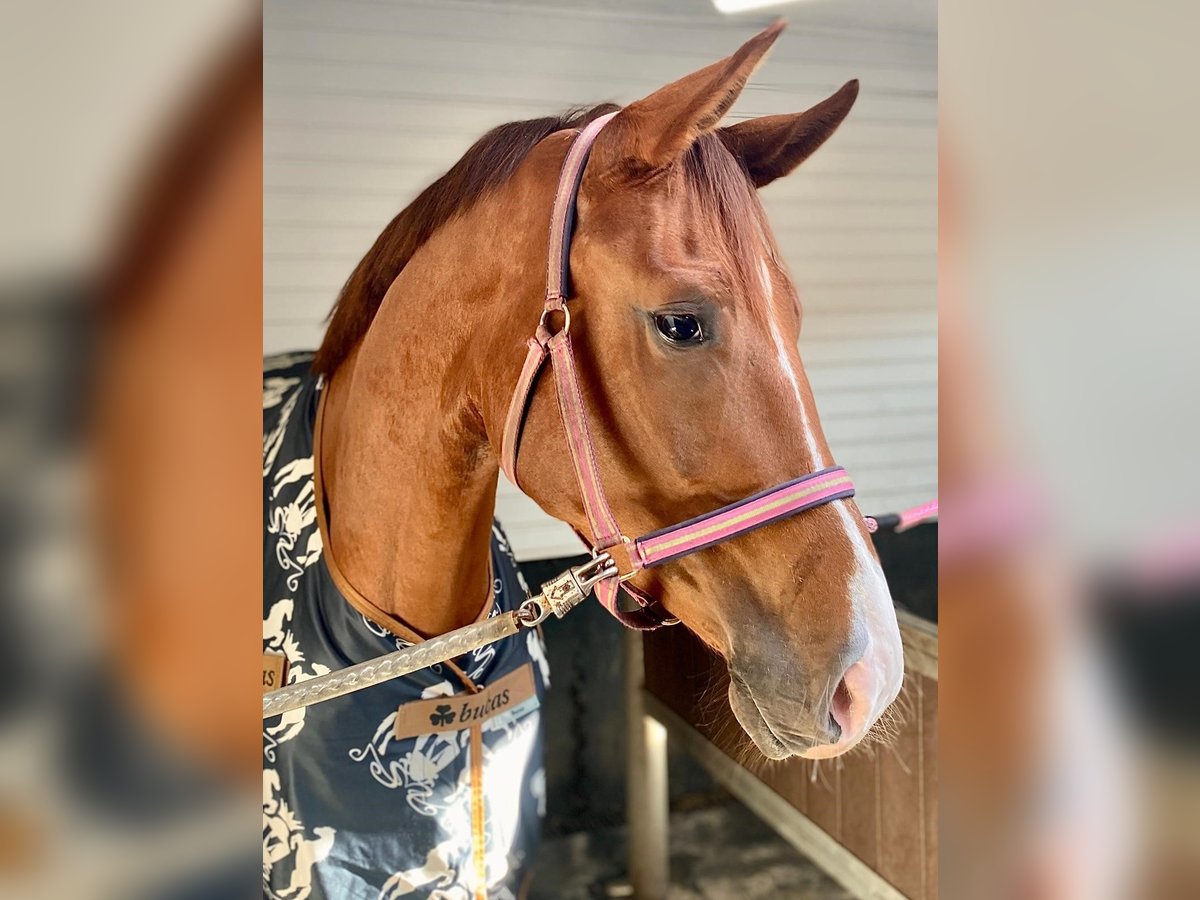 Caballo de deporte alemán Yegua 4 años 175 cm Alazán-tostado in Karlsfeld