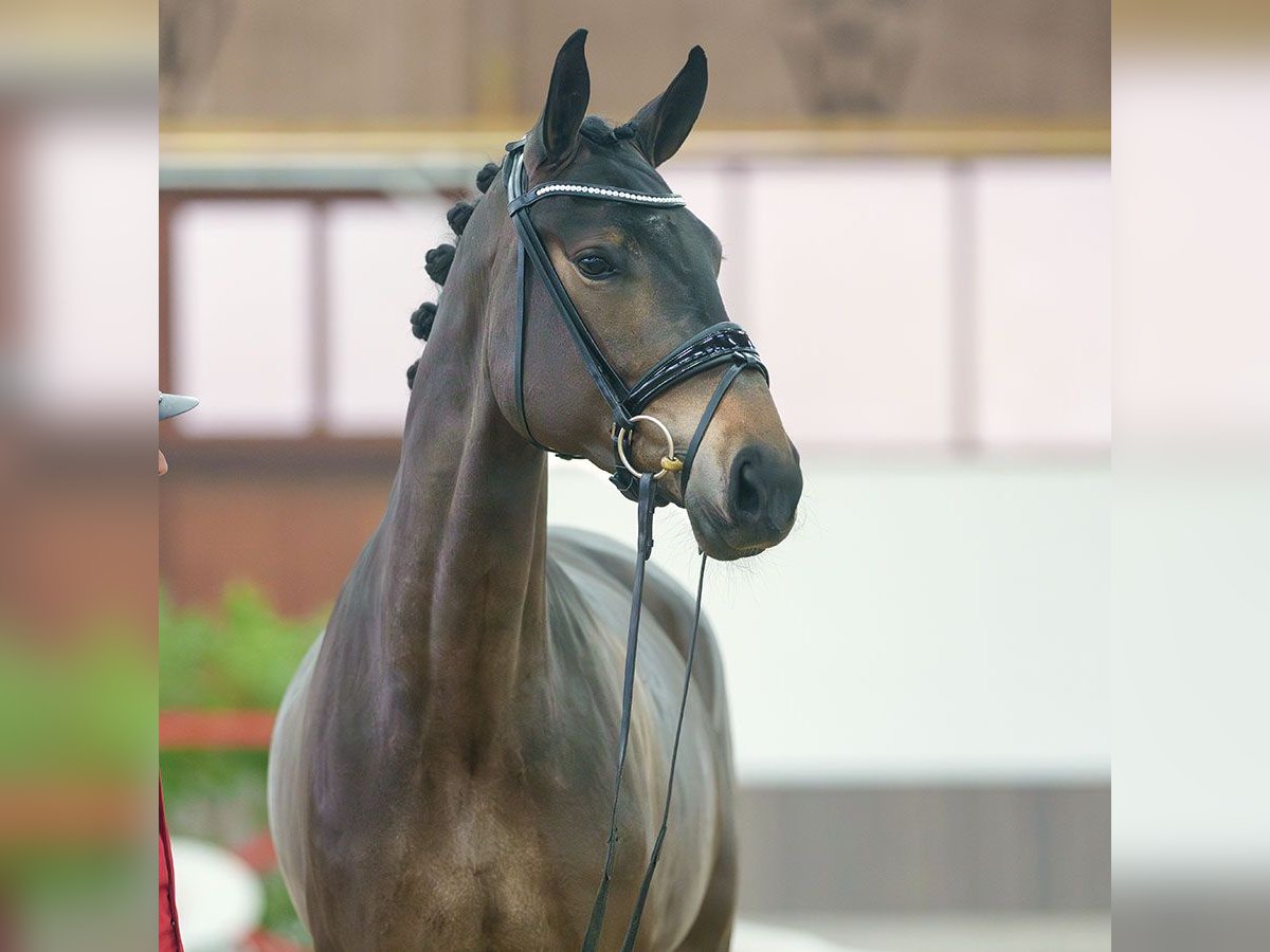 Caballo de deporte alemán Yegua 4 años Castaño oscuro in Münster-Handorf