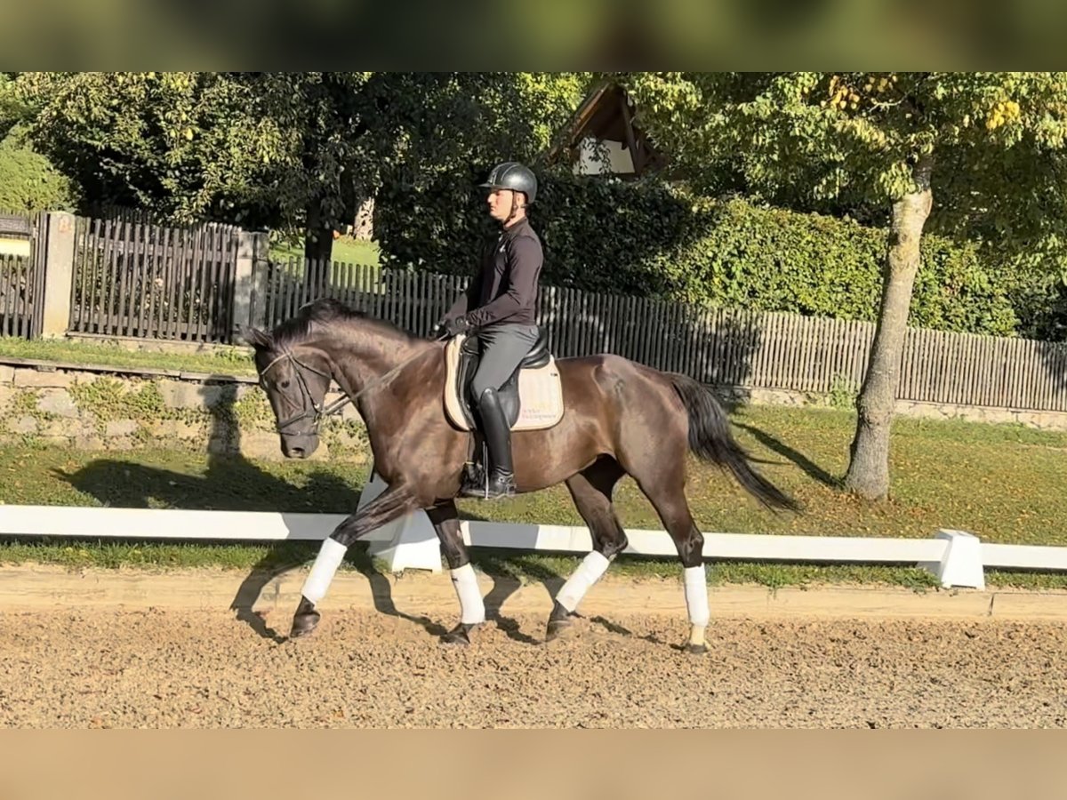 Caballo de deporte alemán Yegua 4 años Negro in Rottenburg an der Laaber