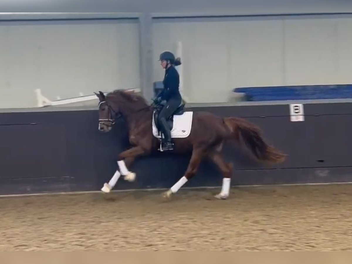 Caballo de deporte alemán Yegua 5 años 160 cm Alazán-tostado in Uedem