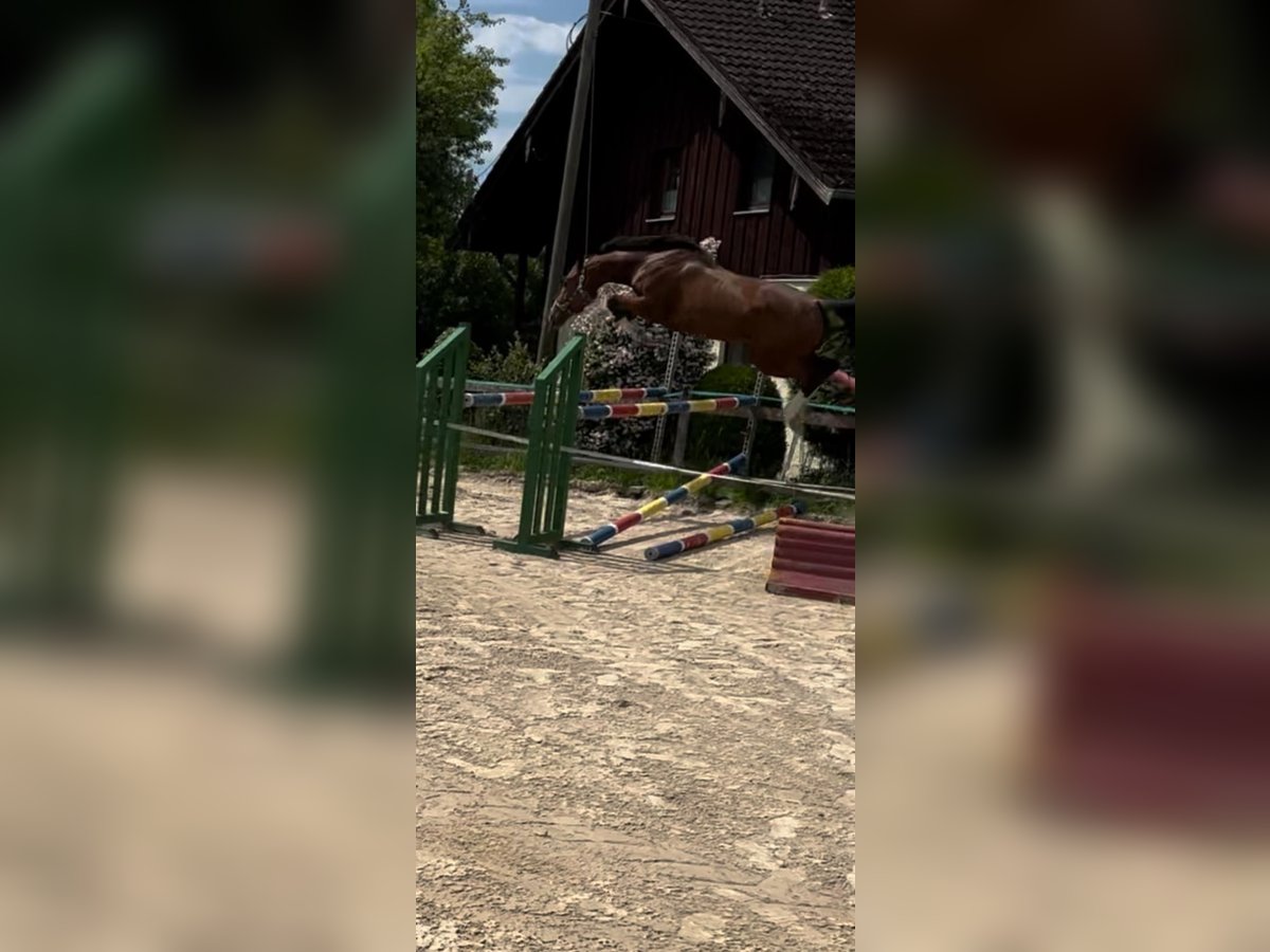 Caballo de deporte alemán Yegua 5 años 160 cm Castaño in Fulpmes