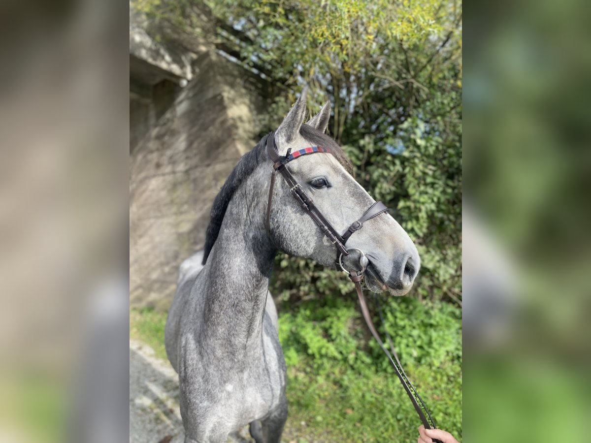 Caballo de deporte alemán Yegua 5 años 163 cm in Wangen im Allgäu