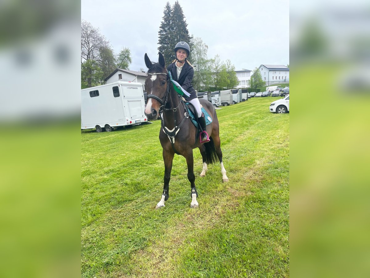 Caballo de deporte alemán Yegua 5 años 163 cm Castaño oscuro in Dornbirn