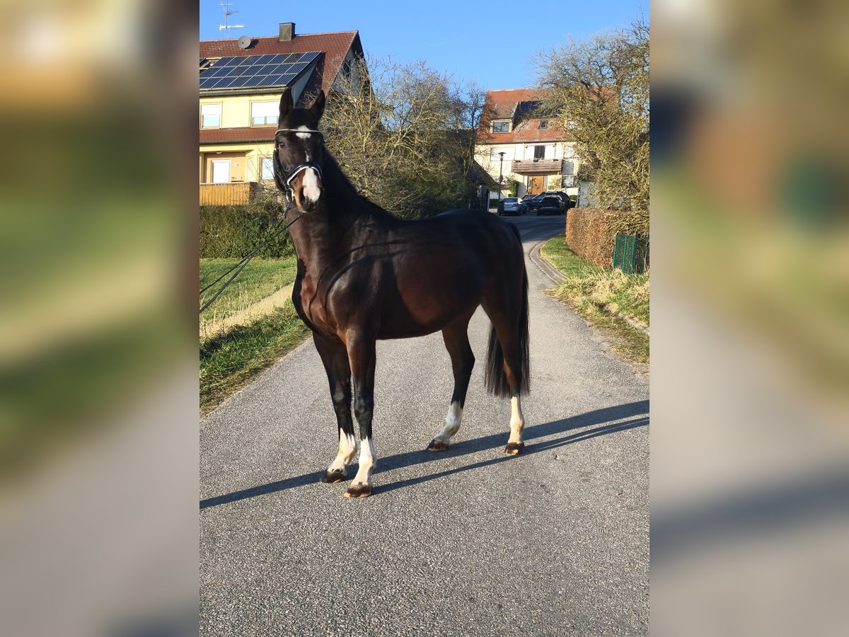 Caballo de deporte alemán Yegua 5 años 164 cm Castaño in Wilhermsdorf