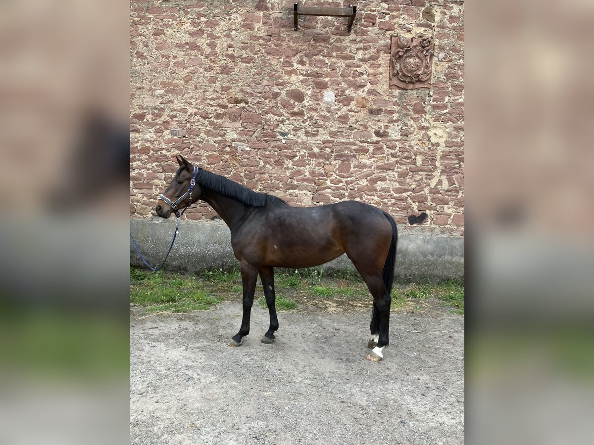 Caballo de deporte alemán Yegua 5 años 164 cm Castaño oscuro in Groß-Gerau