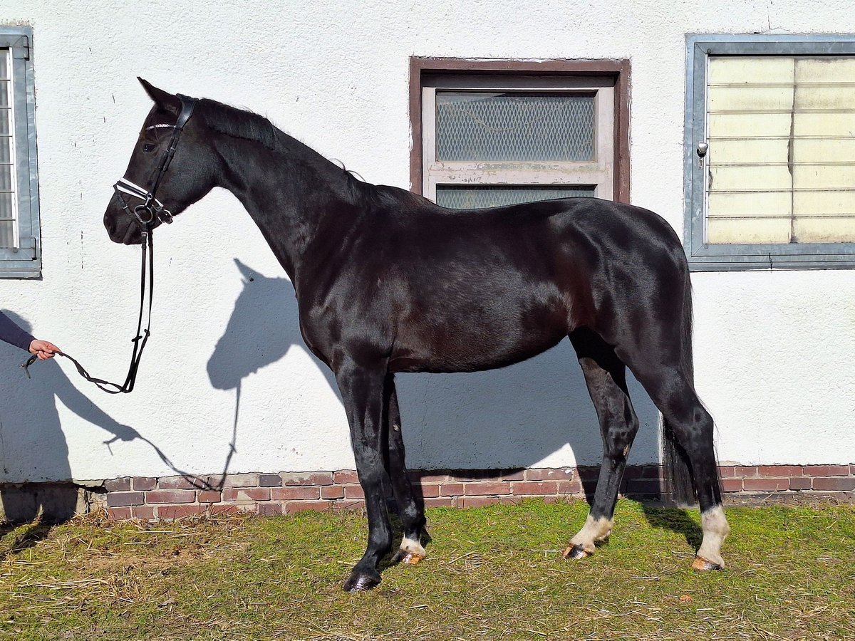 Caballo de deporte alemán Yegua 5 años 164 cm Negro in Dallgow-Döberitz