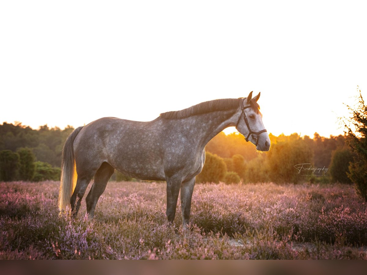 Caballo de deporte alemán Yegua 5 años 164 cm Tordo rodado in Gifhorn